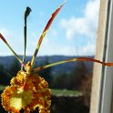 PSYCHOPSIS BUTTERFLY
